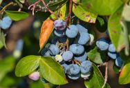 No Trespassing: Why One Couple Is Facing Backlash for Protecting Their Own Fruit Trees