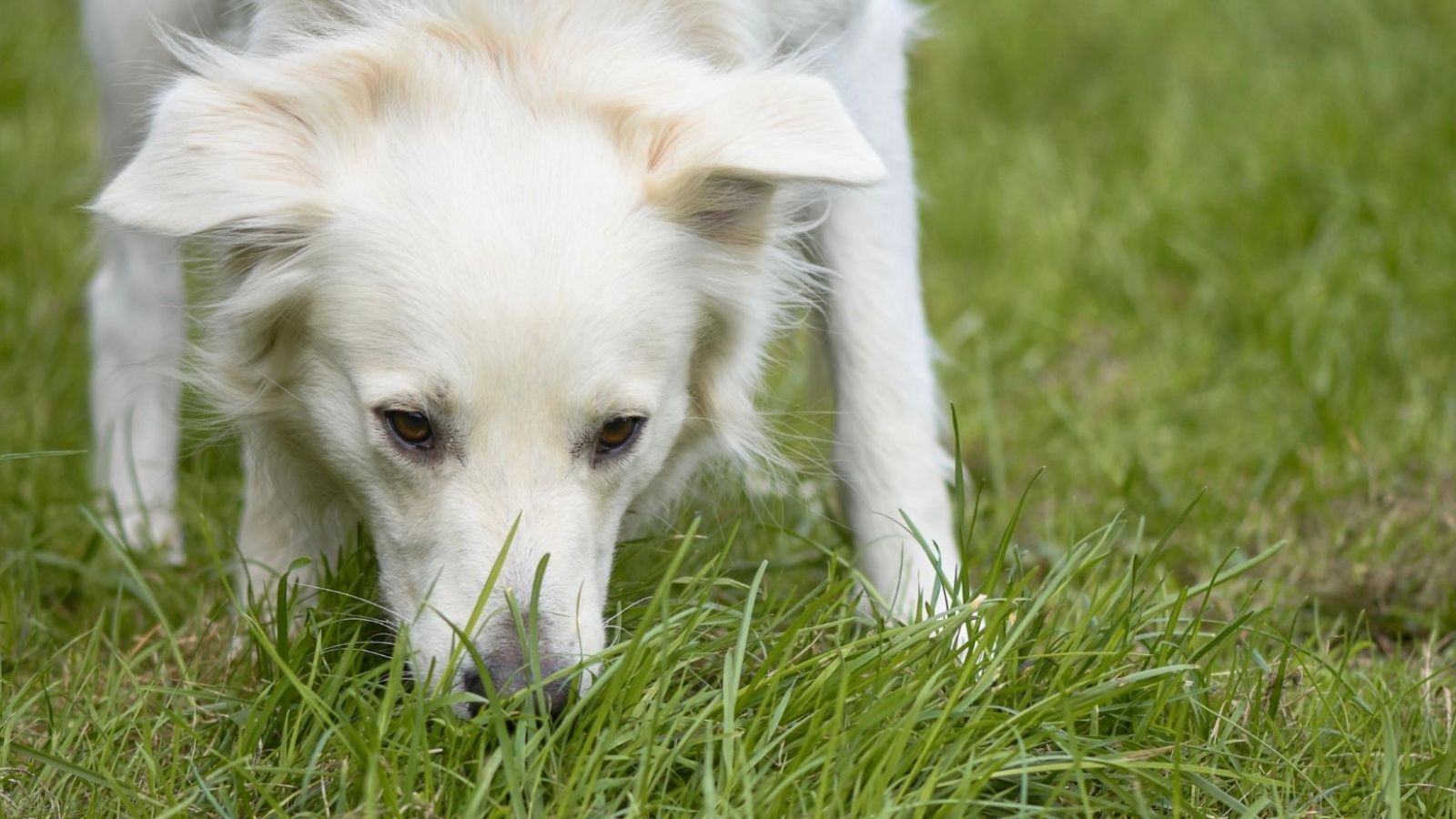 white dog sniffing grass