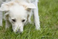 Homeowner Frustrated as Neighbor’s Dogs Keep Using His Yard, Debates Whether to Confront Her