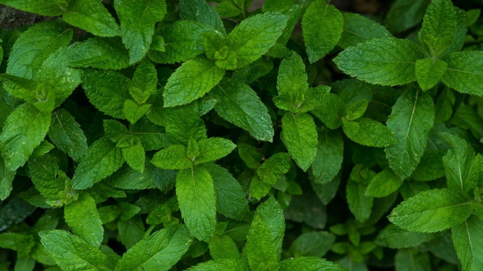 Tenant Unleashes Ultimate Biological Revenge on Negligent Landlord by Letting Mint Devour the Backyard green mint leaves