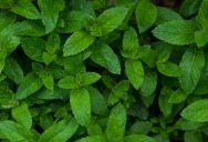 Tenant Unleashes Ultimate ‘Biological Revenge’ on Negligent Landlord by Letting Mint Devour the Backyard