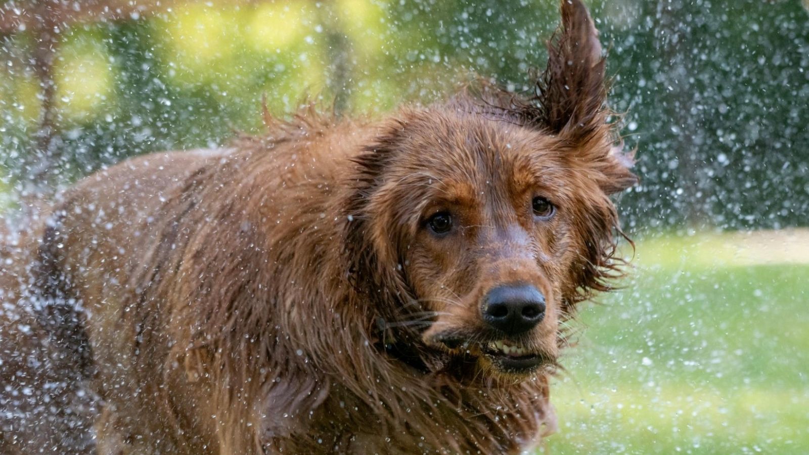 wet dog shaking off water outside