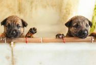 “Trapped in a Pen”: The Tense Family Conflict Over How One Man Thinks Pets Should Live