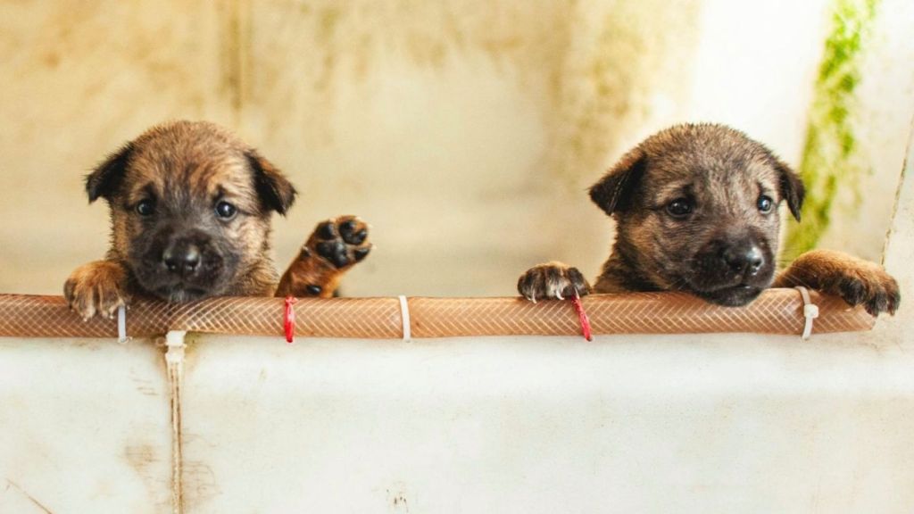two Belgian Mallinois puppies peeking over a wall
