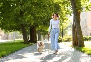 HOA Enacts Total Ban on Dogs Using Common Grass, Leaving Pet Owners in an Impossible Legal Trap