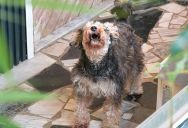 New Homeowners Keep Breaking HOA Rules, so an Annoyed Neighbor Reports Them Over Their Loud, Messy Dogs