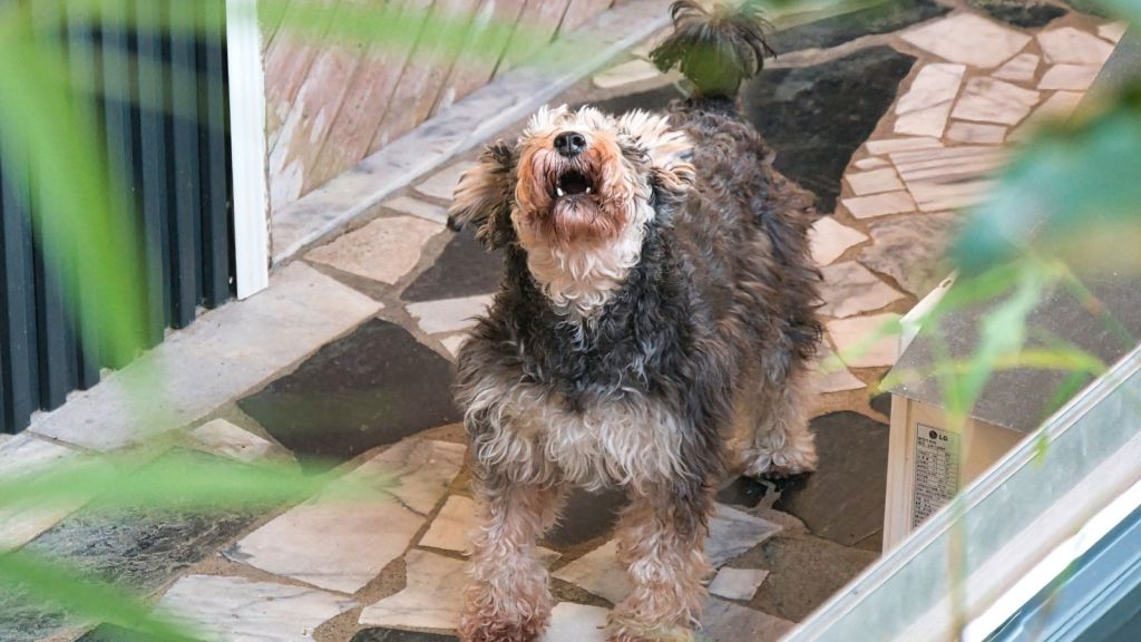 dog barking ouside