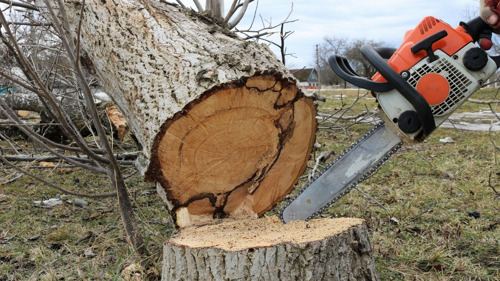 Florida Homeowner Is Upset That HOA Removed A Tree In His Backyard Without Any Warning, But He Doesnt Want To Sue Because His Neighbors Would Have To Pay The Assessement cutting down a tree