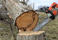 Florida Homeowner Is Upset That HOA Removed A Tree In His Backyard Without Any Warning, But He Doesn’t Want To Sue Because His Neighbors Would Have To Pay The Assessement