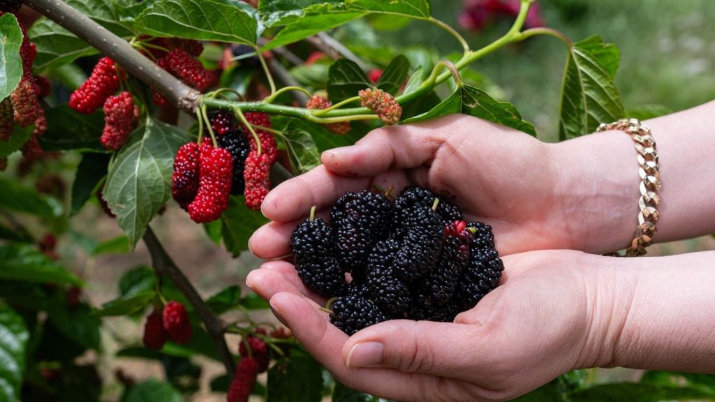 woman picking mulberries