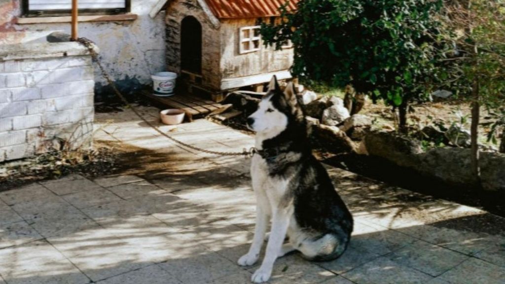 dog tied up outside