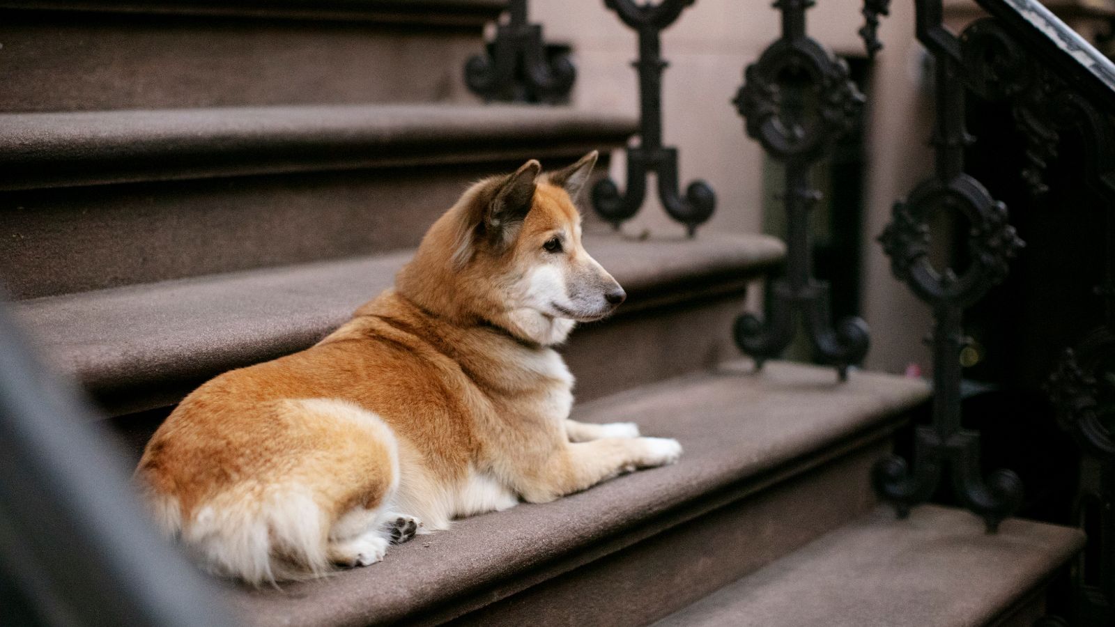 Man Attacked by Neighbor’s Dog Gathers Video Evidence, Then Sees Dog Still Being Walked Without a Muzzle A big dog quietly lying on the steps