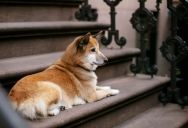 Man Attacked by Neighbor’s Dog Gathers Video Evidence, Then Sees Dog Still Being Walked Without a Muzzle