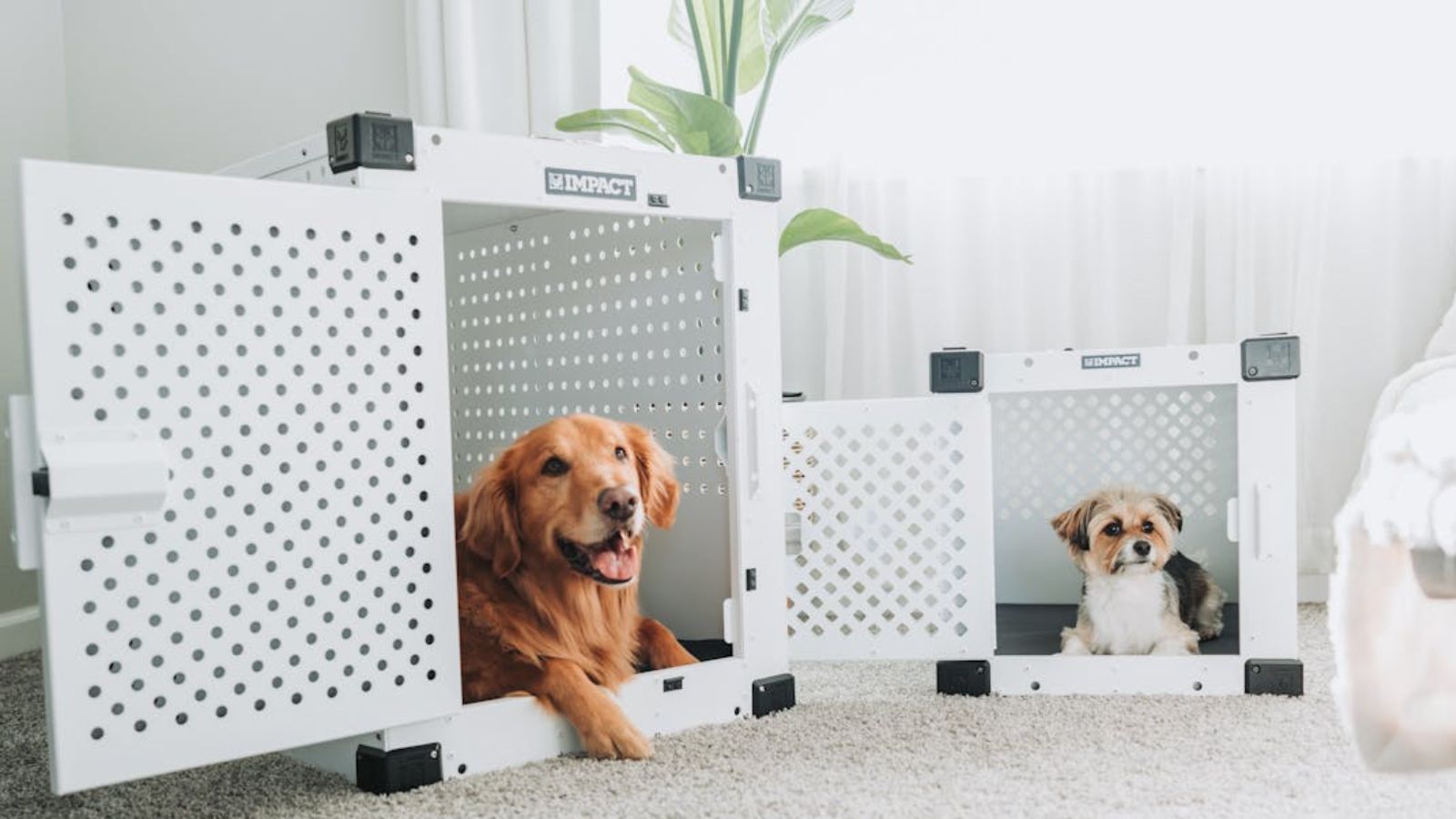 A Golden Retriever and a small dog resting in white dog crates in a cozy room