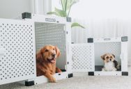 Mom Gates Dogs Out of Living Room to Protect Her Toddlers—Until a Relative Blasts the Safety Rule as ‘Cruel’