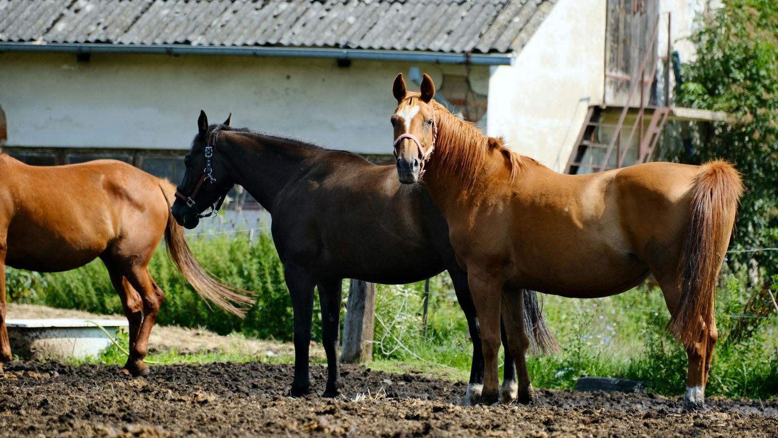 Woman Follows Stepfather’s Farm Instructions Exactly, but It Leads to Unexpected Problems Three horses standing in a sunny outdoor pasture near a rustic barn