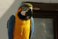 Her Neighbor’s Birds Wouldn’t Stop Screaming. Her Unhinged Solution Escalated the Entire Apartment Feud