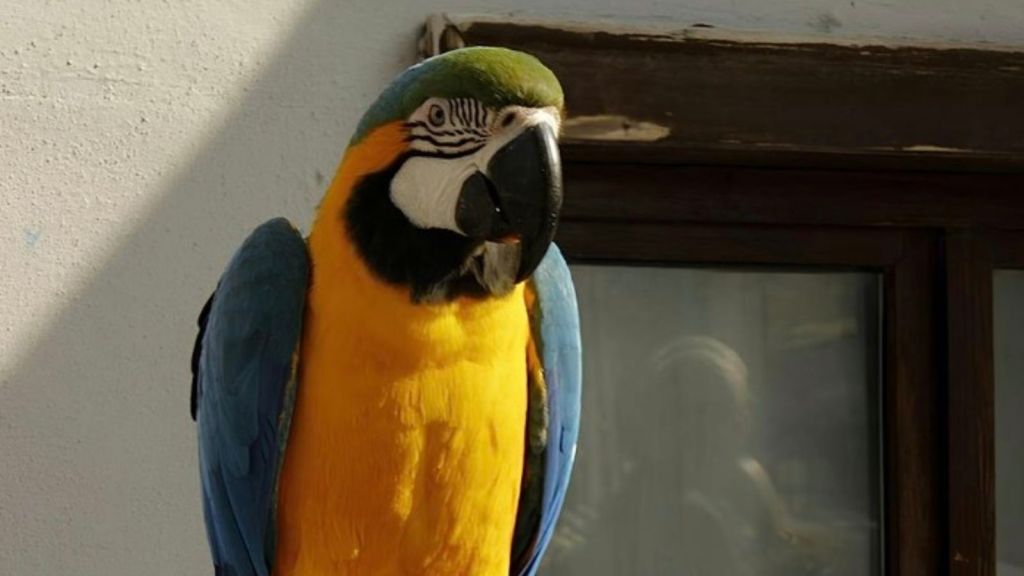 colorful parrot inside