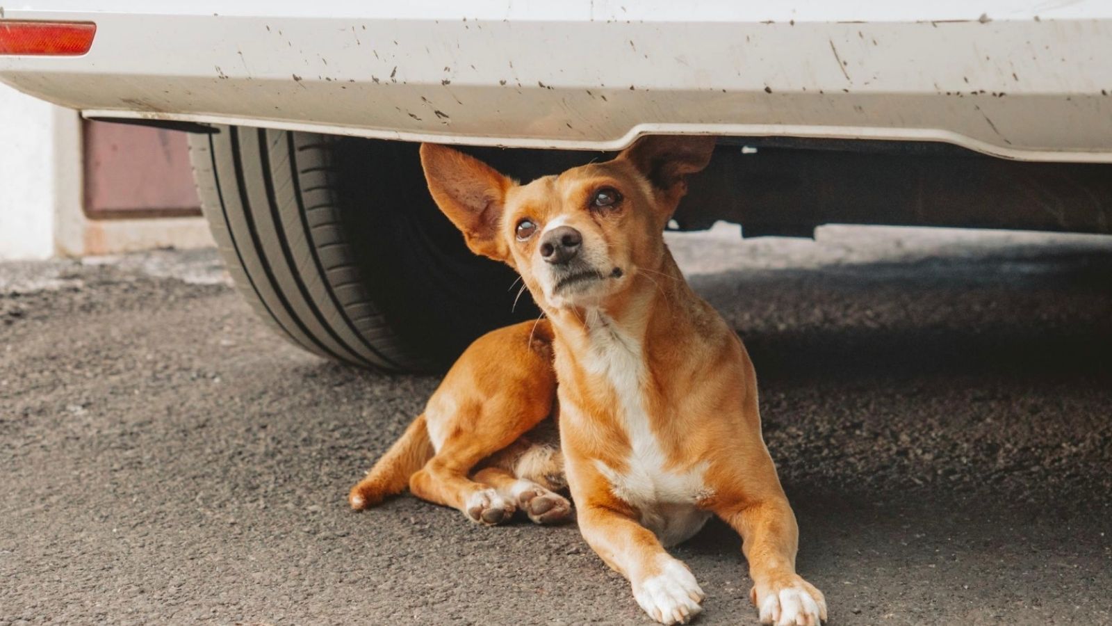 dog under a car