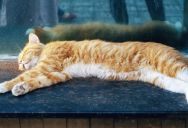 Cat Owner Pressured by Neighbor to Let Her Child See Her Cat, Then Hit With an Unexpected Guilt Trip
