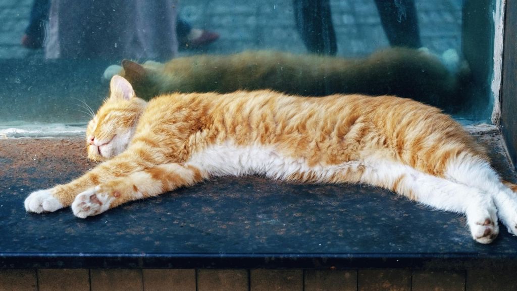 Orange tabby sleeping in front of window