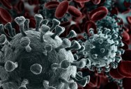 Research Suggests That Some Hosts May Help A Virus To Evolve To Better Spread, Offering Possible