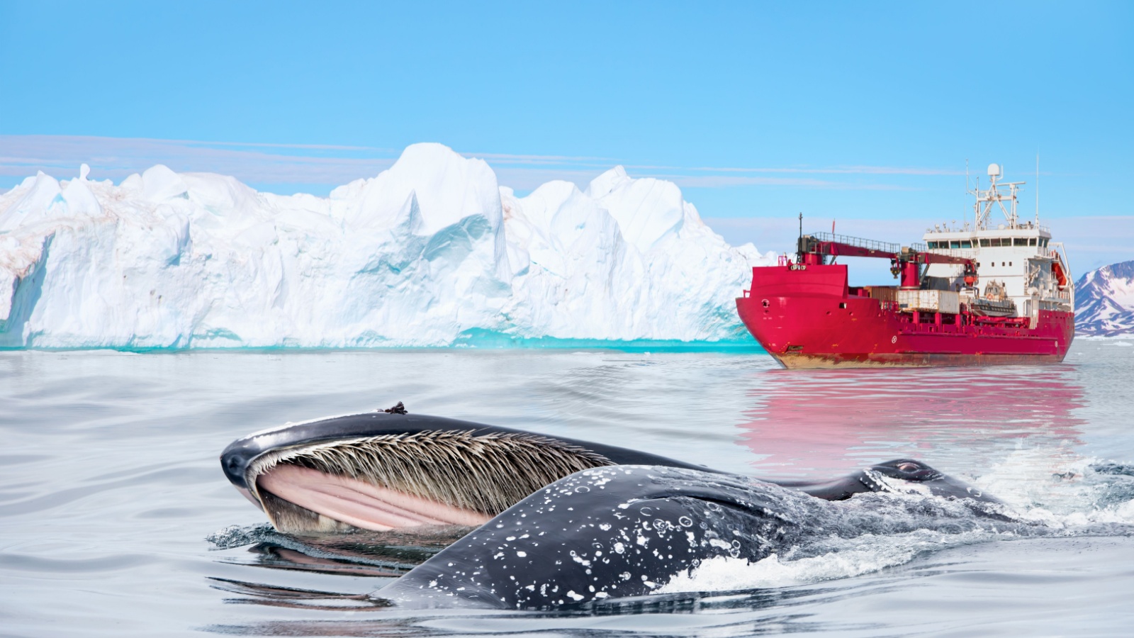 Humpback whale