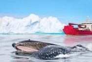 Are Humpback Whales ‘Performing’ for Us? Scientists Think the Truth Is in Your Vacation Photos