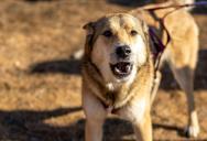 Retired Couple Returns Home, but Constantly Barking Dogs Next Door Leave Them Dreading the Move