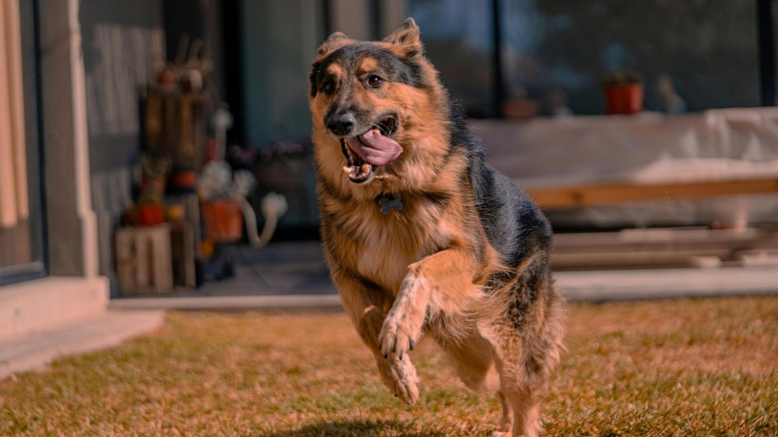 big dog running with his tongue out