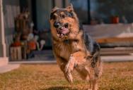 My Neighbor’s Off-Leash Dog Kept Attacking Us—So I Made Him Sprint Across the Entire Complex Until He Begged to Stop