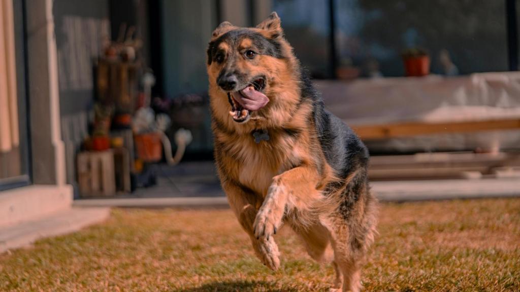 big dog running with his tongue out