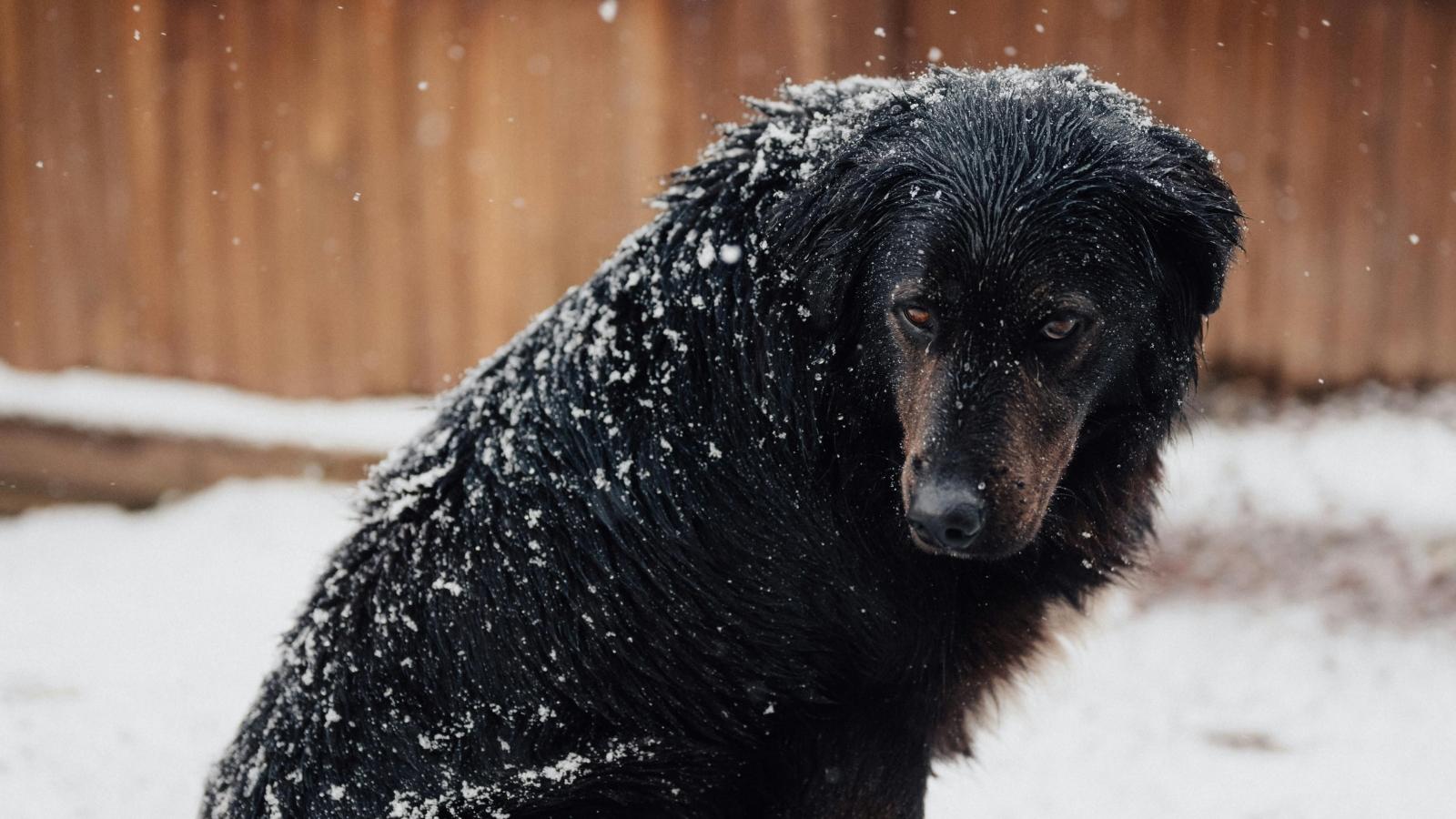 black dog outside in the snow
