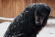 A Woman Heard Her Neighbor’s Dog Barking Outside in the Freezing Cold and Finally Decided to Report It