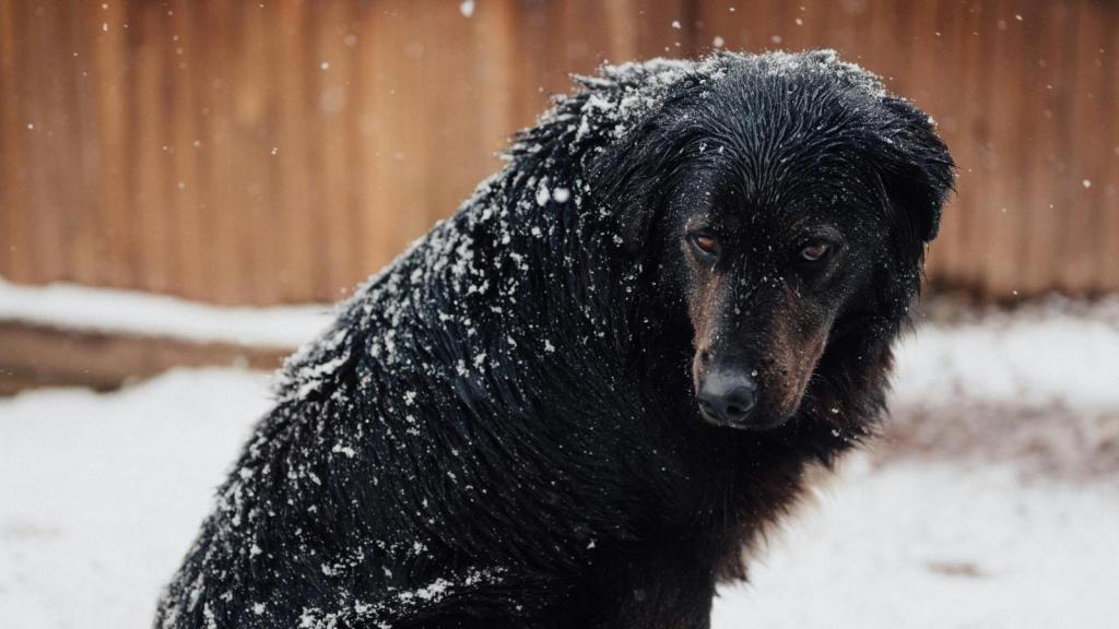 black dog outside in the snow