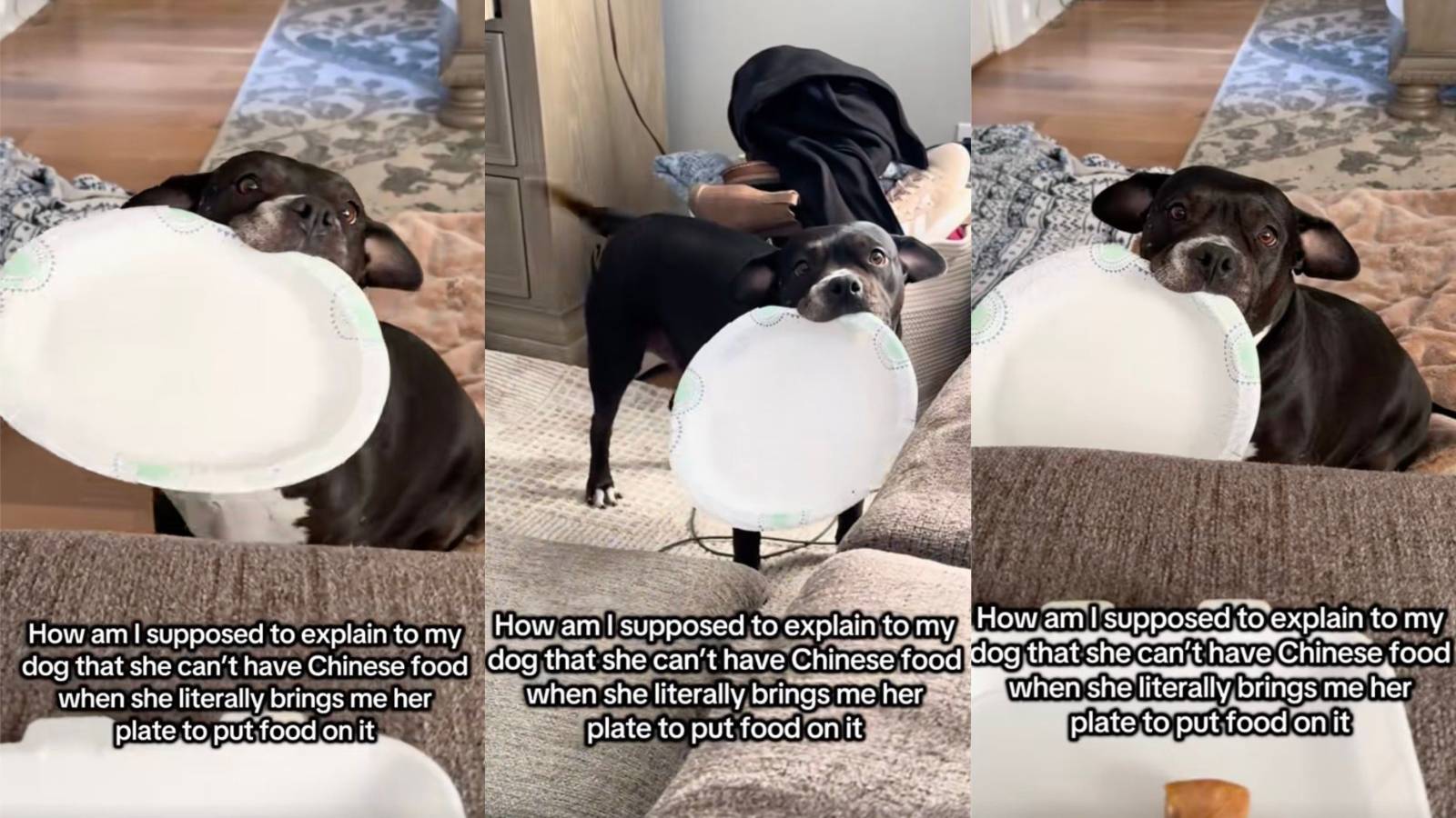dog begging for food