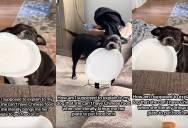 A Dog Came Prepared When She Decided She Wanted Some Chinese Food