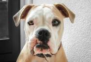 “I Had to Force Him:” Why a Man Feels Like the Bad Guy After Saving His Friend’s Escalating Dog From a Dangerous Fate