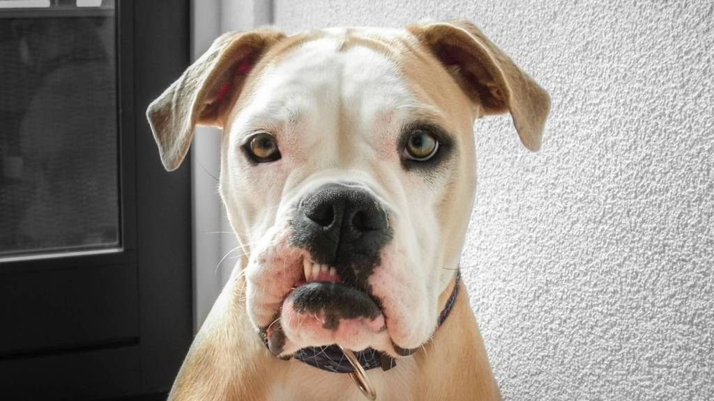 closeup of a big dog