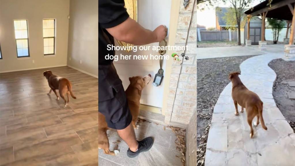 dog in her new house
