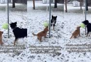 Heartwarming Video Catches Senior Dog Patiently Teaching an Eager New Puppy How to Play Her Favorite Game