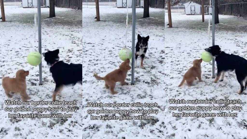 dogs in a yard