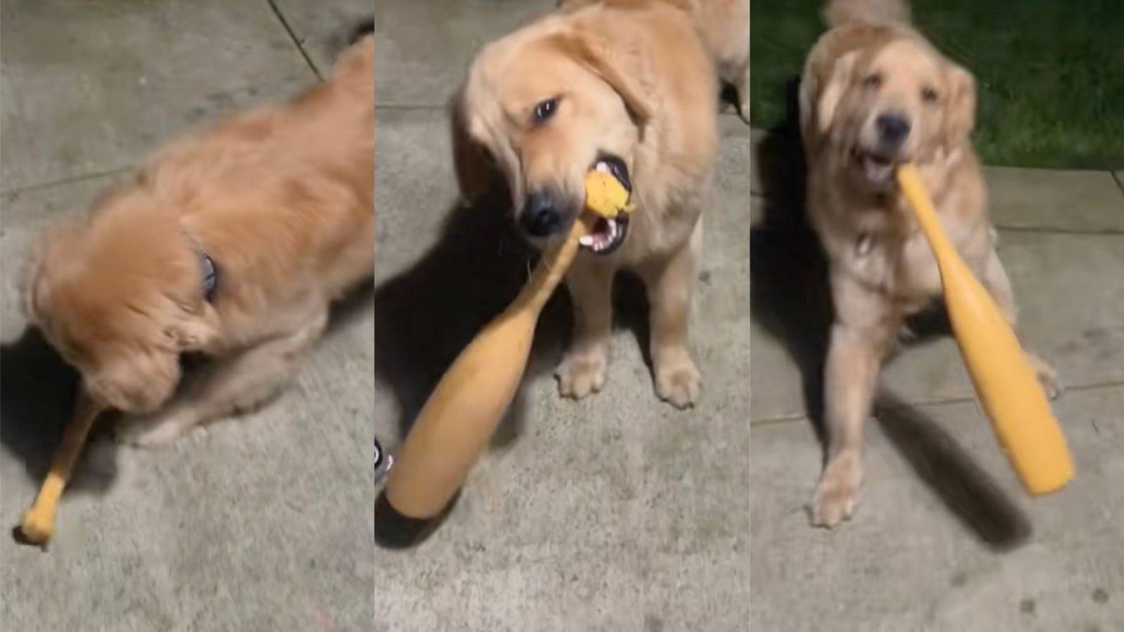 He Just Wanted to Play at 3 AM—But His Owner Quickly Realized It Was a Cry for Help dog with a bat