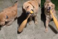 He Just Wanted to Play at 3 AM—But His Owner Quickly Realized It Was a Cry for Help