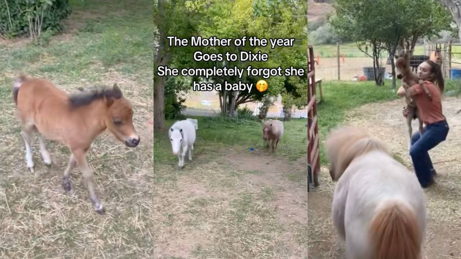 Horse Gets So Hilariously Excited for Dinner Time That She Walks Away and Leaves Her Baby Behind horses on a farm