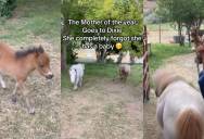 Horse Gets So Hilariously Excited for Dinner Time That She Walks Away and Leaves Her Baby Behind