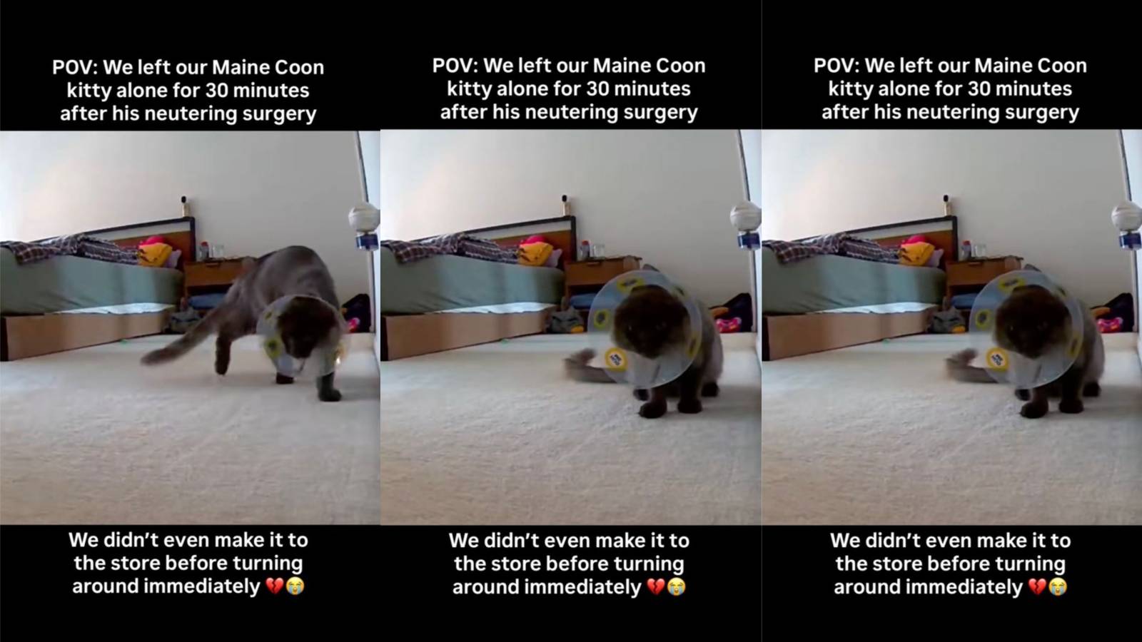 cat with a cone