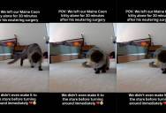 Couple Turns Car Around After Seeing Their Cat’s Behavior on Pet Camera Post-Surgery