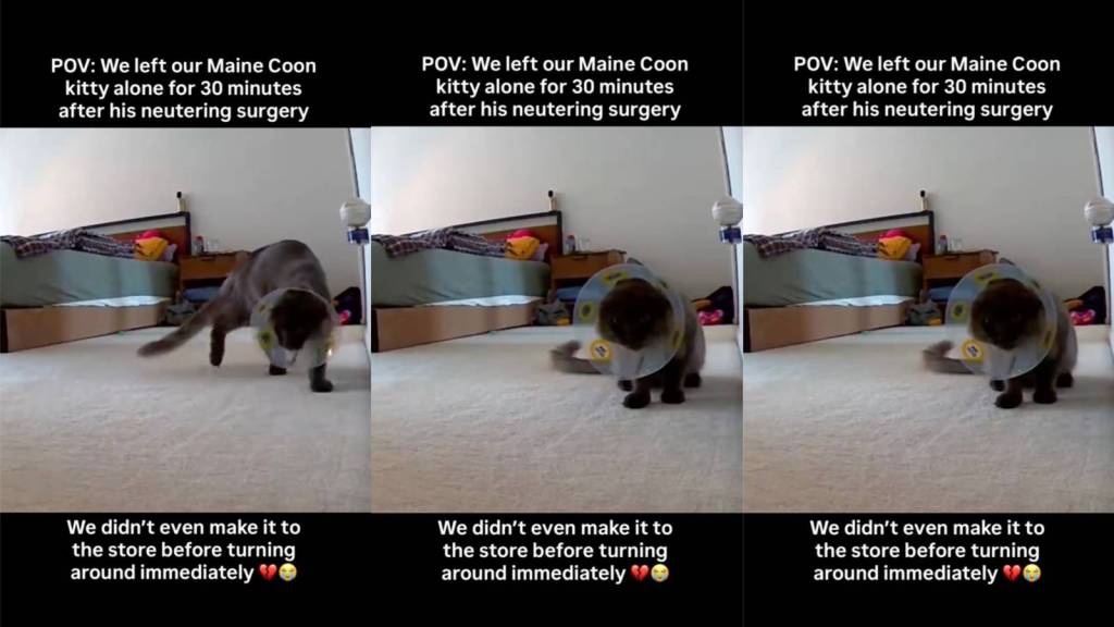 cat with a cone