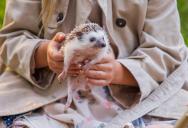 A Mother’s Punishment Over Bad Grades Sparks Debate After She Targets Her Son’s Pet Hedgehog